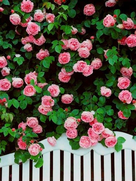 Jardín y terraza: Rosas Banco Blanco Ideas Flores Arbustos ...