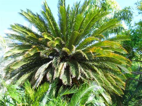 Jardineros en acción   Tipos de palmeras de jardín