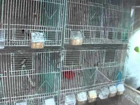 jaulas para cria de aves Quito Ecuador   YouTube