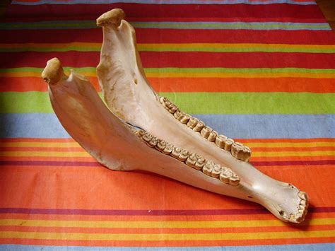 Jawbone  instrument    Wikipedia
