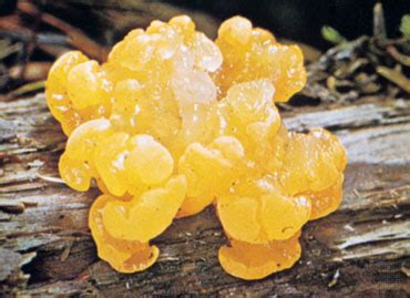 jelly fungus    Kids Encyclopedia | Children s Homework ...