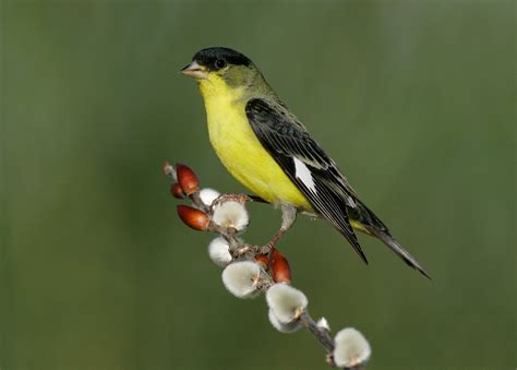 Jilguerito Dominico | Guía de Aves