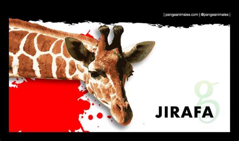 Jirafa: Características, Tipos, Qué come, hábitat y cría ...