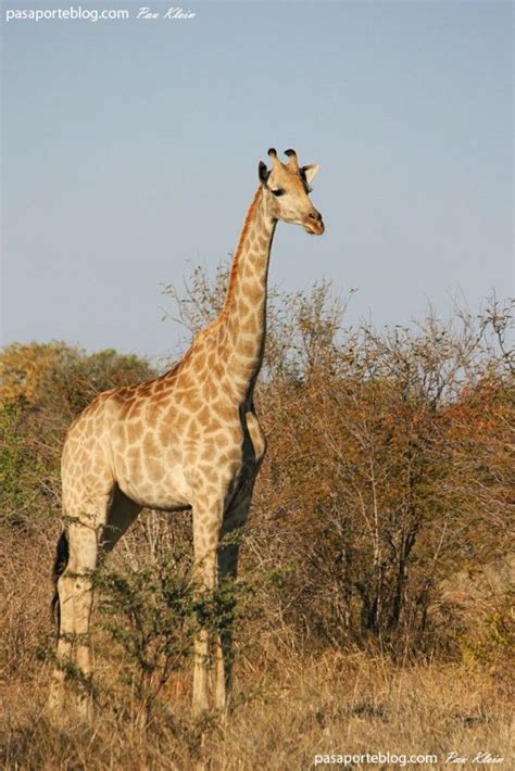 Jirafa en africa viaje a Botswana | animales salvajes en ...
