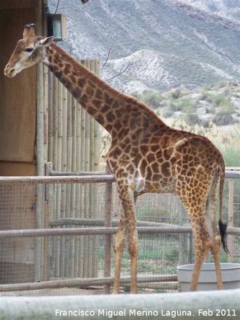 Jirafa   Giraffa camelopardalis