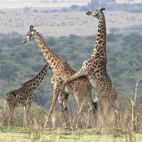 Jirafas, unos mamíferos de altura