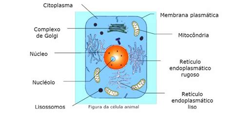 joeselicul: celula vegetal y sus partes