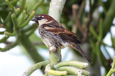 John Kormendy: Canary Island Birds