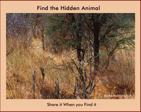 Jokes, Riddle and Fun Stuff — Picture Riddle: Find the ...