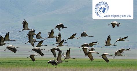 Journée mondiale des oiseaux migrateurs 2016   10 mai | CMS