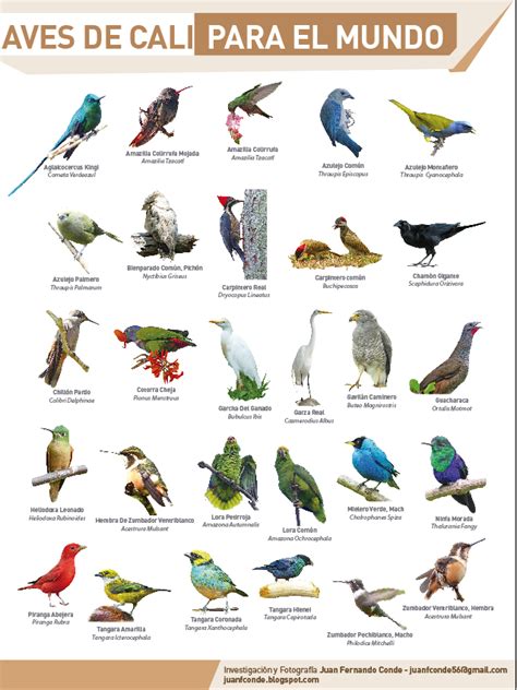 Juan Conde, Pájaros y Naturaleza