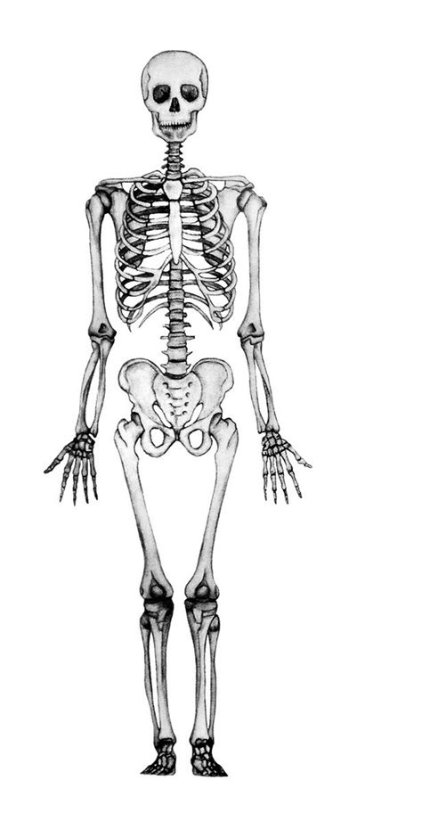 Juegos de Ciencias | Juego de Huesos del cuerpo humano #1 ...