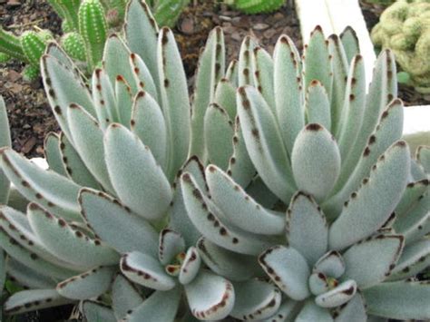 Kalanchoe tomentosa: Come coltivarla, cura e manutenzione ...