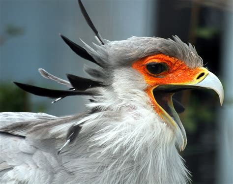 Karl Shuker s Blog   SEEKING SECRETARY BIRDS IN SOUTHEAST ...