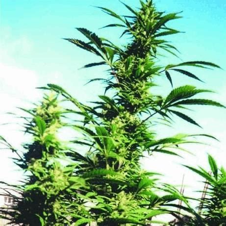 Kaya Gold   Grow Report   Grow Report Cannabis   CannaWeed
