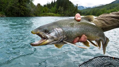 Kenai River Fishing – Kenai River Fishing Trips for Salmon ...
