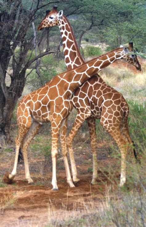 Kenia, África.  Las jirafas  | Mundo Exótico