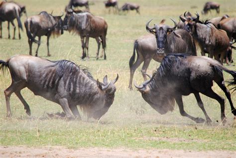 Kenya Día 5. Masai Mara: tribu & safari