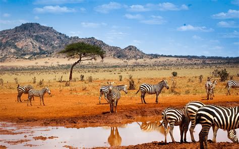 Kenya safari, zebras, water, blue sky wallpaper | animals ...