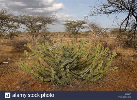 Kenya Samburu landscape vegetation Euphorbien Africa ...