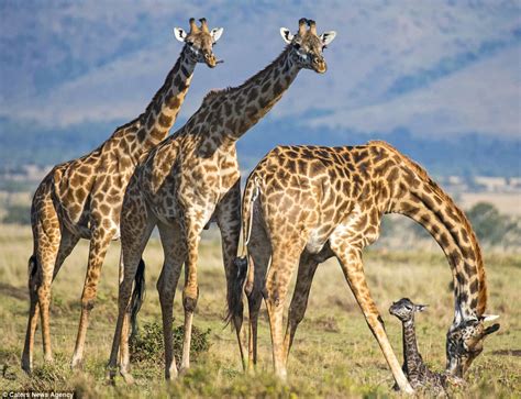 Kenyan giraffe gives birth and the newborn finds getting ...