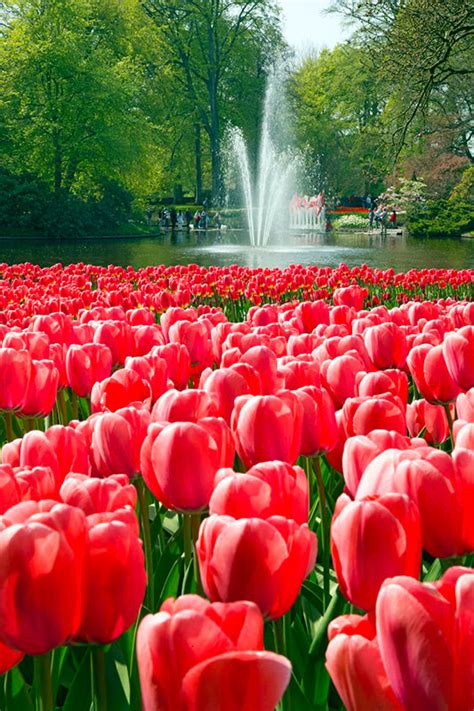 Keukenhof, el jardín más colorido de Europa en primavera ...