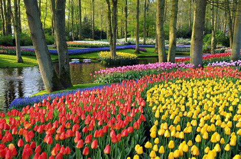 Keukenhof | HOLANDA | Yainis