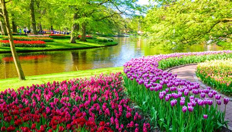 Keukenhof: o jardim de tulipas mais bonito da Holanda ...