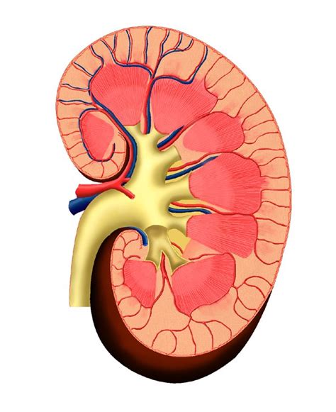 Kidney and Nephron Images | WINNACUNNET BIOLOGY