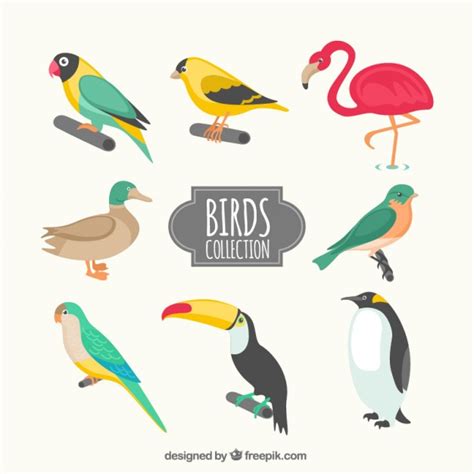 Kinds of birds collection Vector | Free Download