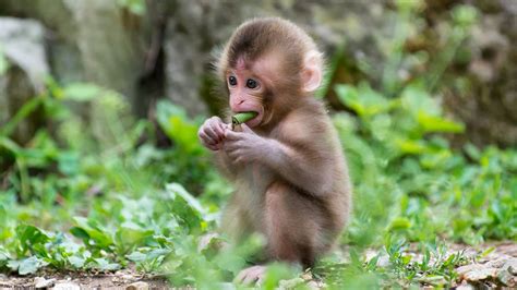 Kinds of Monkeys to be Kept as Pets   Pet Attack