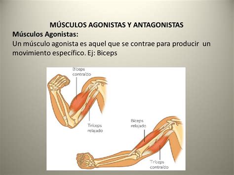 Kinesiología: Qué son los músculos Agonista, Antagonista y ...