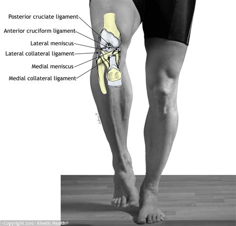 Kinetic Health   Calgary: Ligament Injuries of the Knee