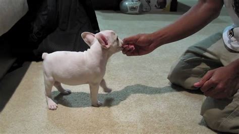 KING the French Bulldog: Training Session at 10 Weeks ...