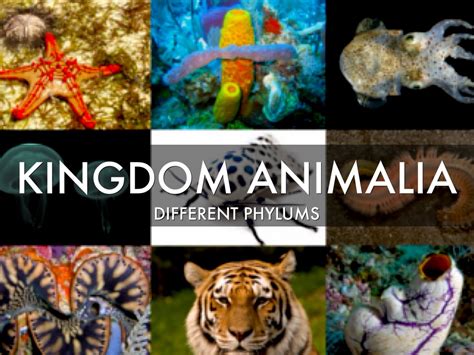 Kingdom Animalia by nrc0230