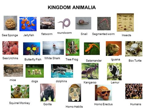 Kingdom Animalia | www.imgkid.com   The Image Kid Has It!