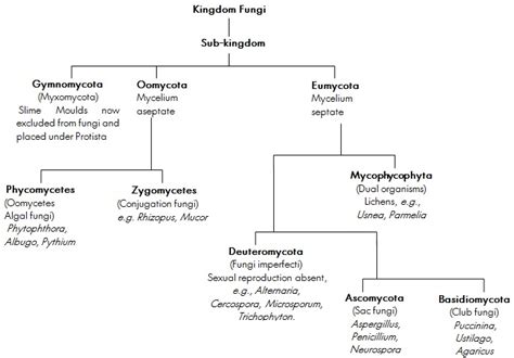 Kingdom Fungi: Characteristics, Classifications, Concepts ...
