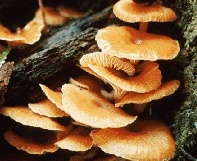 Kingdom Fungi: Definition, Characteristics, & Examples ...