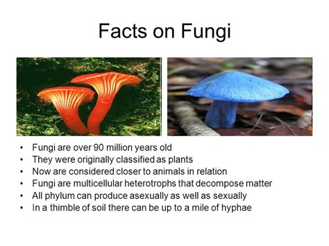 Kingdom Fungi Definition:   ppt video online download