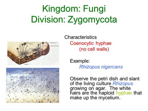 Kingdom: Fungi Division:Chytridiomycota   ppt video online ...
