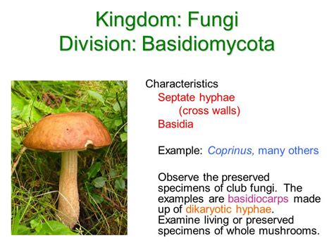 Kingdom: Fungi Division:Chytridiomycota   ppt video online ...