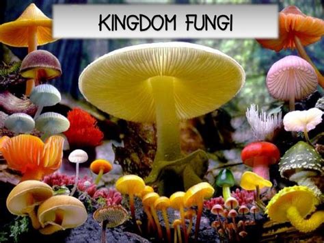 Kingdom fungi