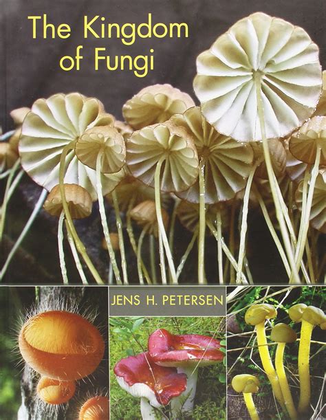 Kingdom Fungi Pictures | www.pixshark.com   Images ...