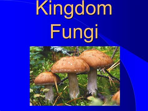 Kingdom Fungi.   ppt download