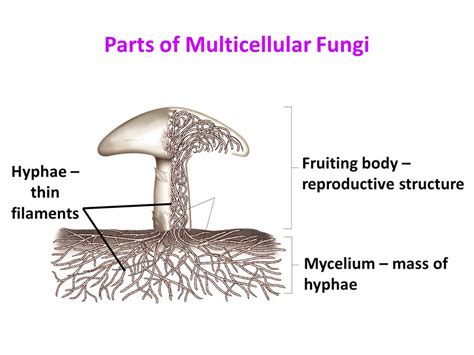 Kingdom Fungi.   ppt video online download