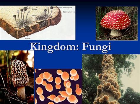 Kingdom: Fungi.   ppt video online download