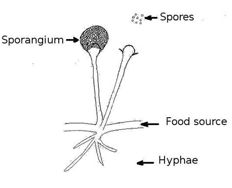 Kingdom Fungi  Structure, Characteristics and its ...