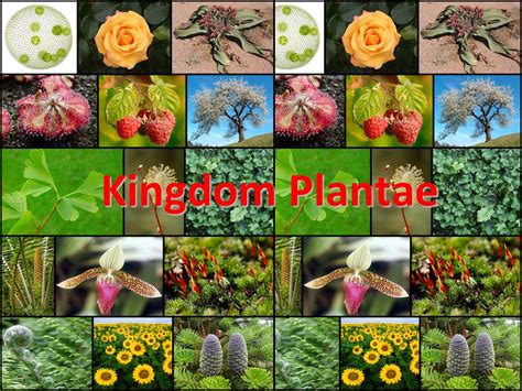 Kingdom Plantae.   ppt download