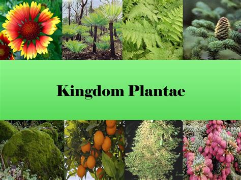 Kingdom Plantae.   ppt video online download