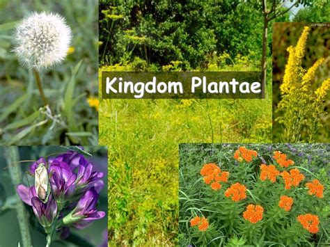 Kingdom Plantae.   ppt video online download